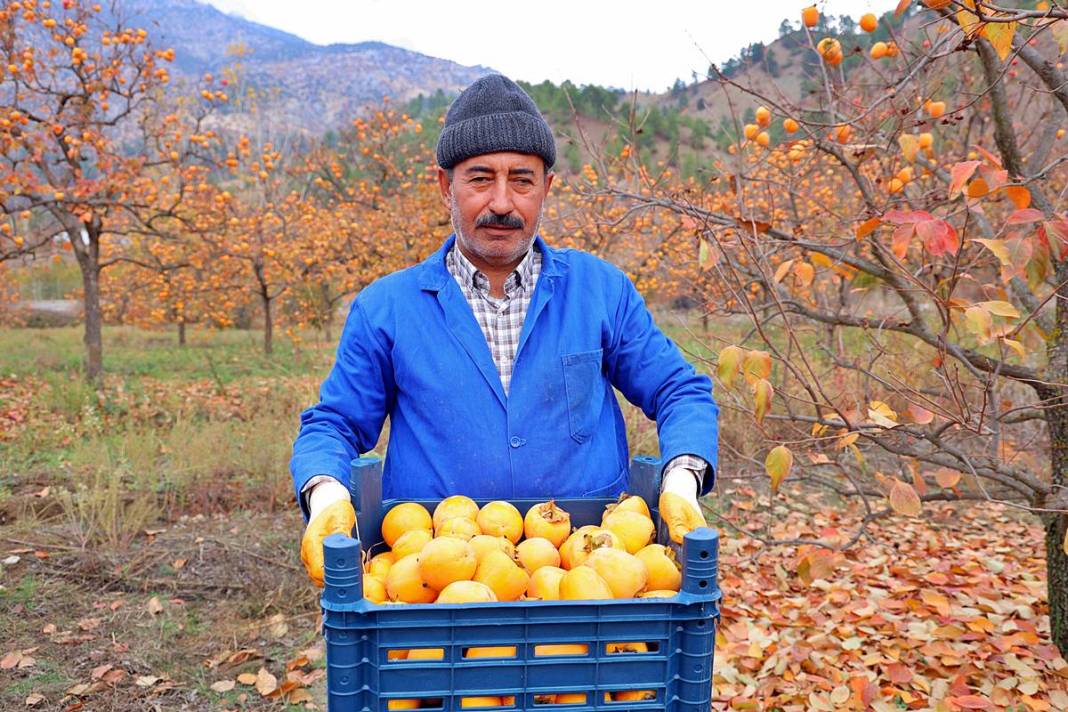 Çiftçi isyanda: Üreticide kilosu 25 lira, markette 80 lira! Yaş ve kuru olarak tüketilebiliyor 4